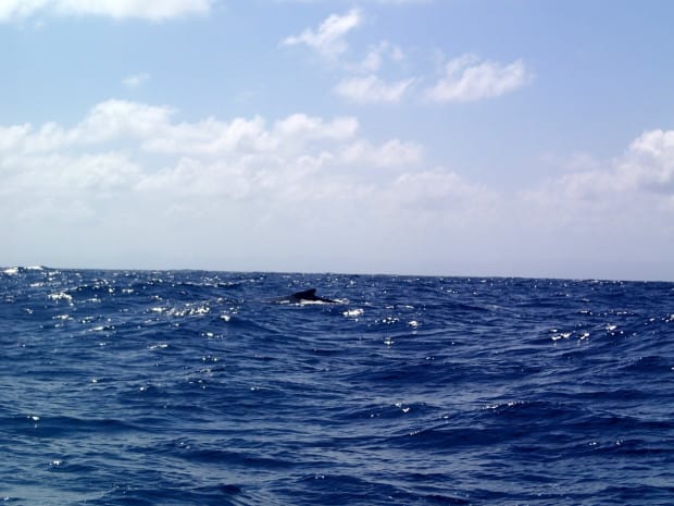 Look closely.... there is a whale in that water! The month of February is high season for the whales that come to visit the Samana area (Las Galeras included) to mate and have babies. This whale (and a few others!) were seen just off the coast of Playa Fronton.